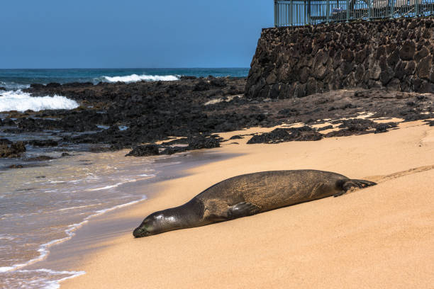 istock Seal at Poipu beach, Kauai, Hawaii 1008271838
