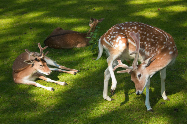 Happy family of roe deer in the grass