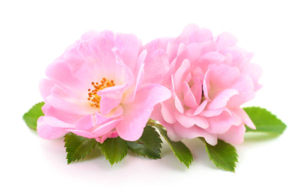istock Beautiful pink roses. 1008277862