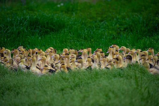 Group of young yellow ducks breeding in a near tall grass, Gironde, France
