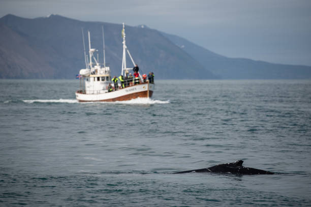 istock Whale watching in Husavik, North Iceland. 1008281334