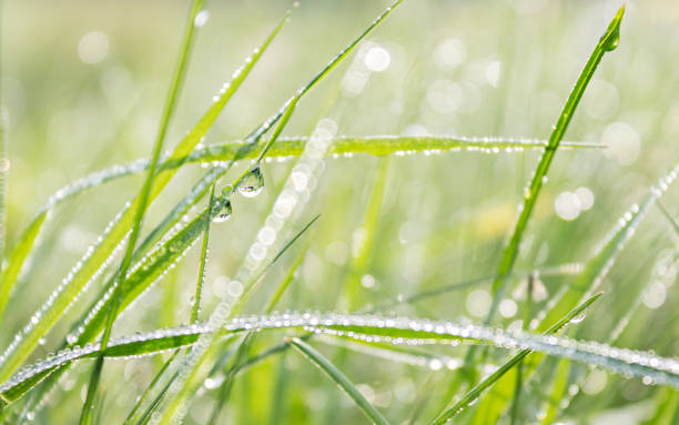 istock Morning Dew on the Green Grass. Background. 1008281426
