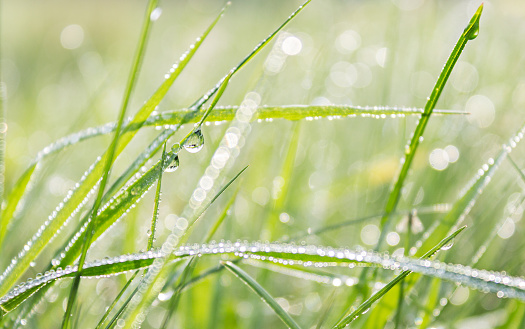 Dew drops on the Juicy Grass. Background. Copy Space