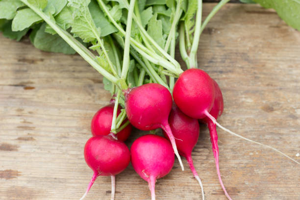 istock Fresh radish vegetables. Healthy food. Copy space. close-up 1008281468
