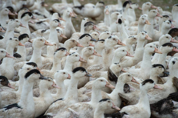 groupe de canards blancs se reproduisent dans une herbe haute près de batterie de serveurs - canard viande blanche photos et images de collection