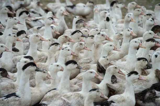 Photo of Group of white ducks breeding in a near tall grass in farm