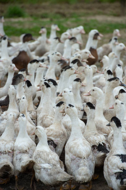 istock Group of young yellow ducks breeding in a near tall grass 1008284366
