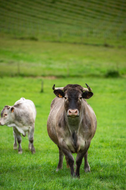 Bazadaise cows and calves daisy in the meadow, Gironde, France
