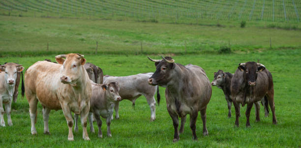 istock Bazadaise cows and calves daisy in the meadow 1008287474