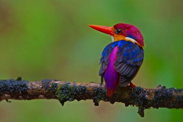 istock The colourful oriental drawf kingfisher or three toed kingfisher 1008291114