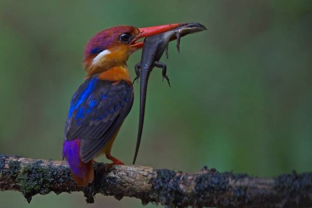istock Oriental Dwarf Kingfisher with Skink Kill for its hatchlings 1008291126