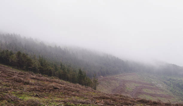 istock Mountain landscape with trees and fog. 1008291340