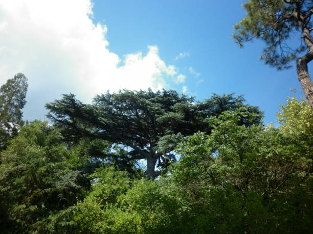 istock Nikitsky Botanical garden in Crimea. Yalta. Old tall tree. 1008293846