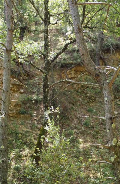 istock Vegetation in the French colorado 1008294088