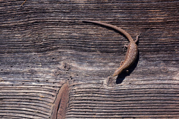 Common Lizard Lacerta vivipara on old plank background