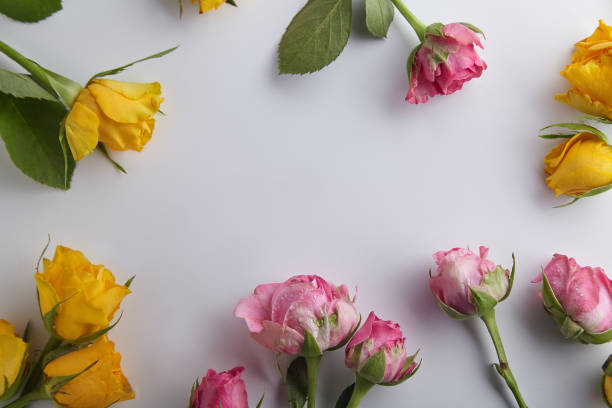 istock Elegant feminine mockup with shrub roses on white background with text space 1008296984