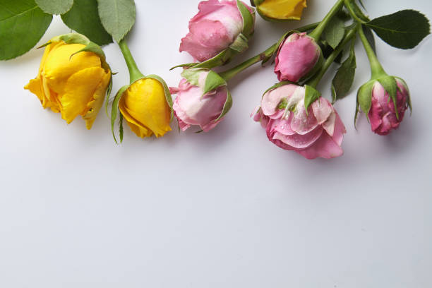 istock Elegant feminine mockup with small spring roses on white background with text space 1008297012