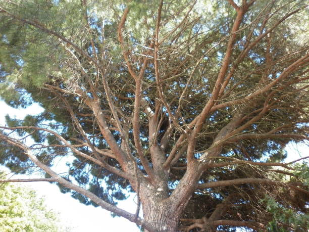 istock Nikitsky Botanical garden in Crimea. Yalta. Old tall tree. 1008297322