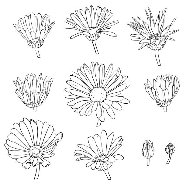 vector set of drawing calendula flowers vector set of drawing calendula flowers, floral elements, hand drawn botanical illustration pot marigold stock illustrations