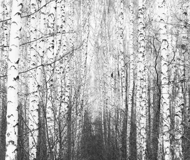 istock black-and-white photo with white birches with birch bark 1008298196
