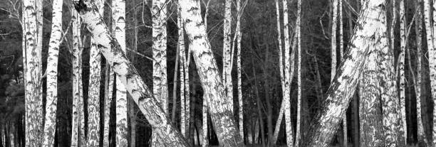 istock black-and-white photo with white birches with birch bark 1008301804