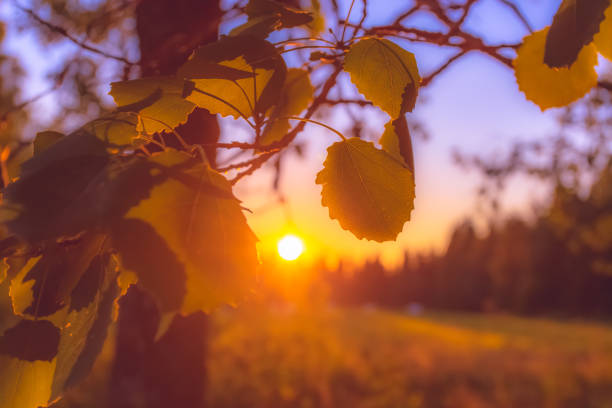 Summer night sunset from Sotkamo, Finland.