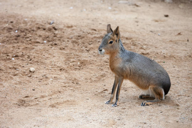 istock Mara Dolichotis Patagonum 1008308158