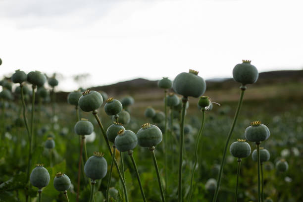 istock Opium field in Turkey, close-up shot, selective focus 1008308464