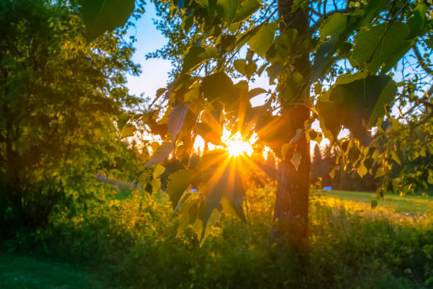 istock Summer night sunset from Sotkamo, Finland. 1008308572