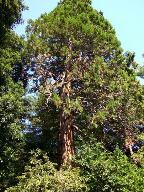 istock Nikitsky Botanical garden in Crimea. Yalta. Old tall tree. 1008311638