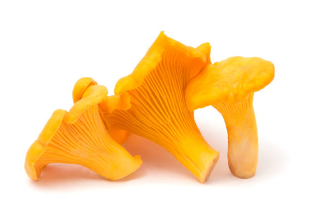 istock Mushrooms chanterelles isolated 1008313208