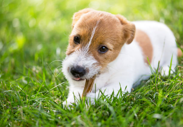 istock Happy dog puppy chewing bone 1008316182