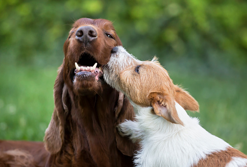 Dog pet friendship - happy jack russell terrier puppy kissing his setter friend