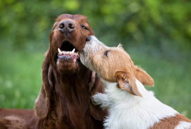 Dog friendship - happy puppy kissing his friend Dog pet friendship - happy jack russell terrier puppy kissing his setter friend irish setter puppy stock pictures, royalty-free photos & images