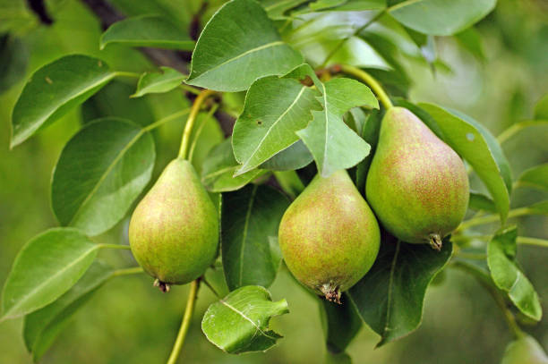 istock brunch of green pears 1008316874