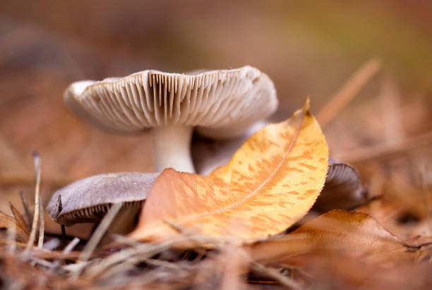 istock Autumn mushroom and a yellow gold leaf 1008317642