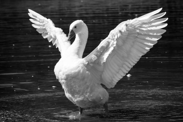 istock Swan showing it wings in a lake 1008322004
