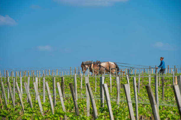 Labour Vineyard with a draft horse, Saint-Emilion, France Labour Vineyard with a draft horse, Saint-Emilion-France, Europe saint emilion photos stock pictures, royalty-free photos & images