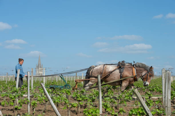 labour-weinberg mit einem zugpferd, saint-emilion, frankreich - working horse stock-fotos und bilder
