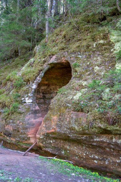grotte de rouge, sentiers de la rivière gauja. - cave fern flowing forest photos et images de collection