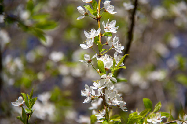 istock Spring apple flowers in blossom - spring flower background. 1008331292