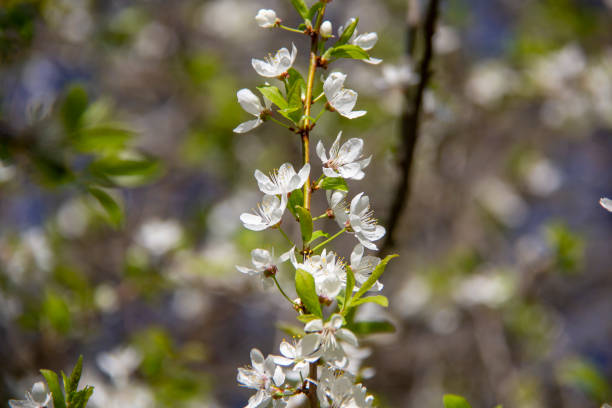 istock Spring apple flowers in blossom - spring flower background. 1008331294