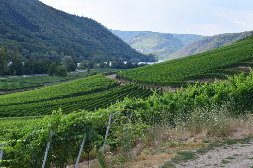 terraced vineyards at lower Mosel valley
