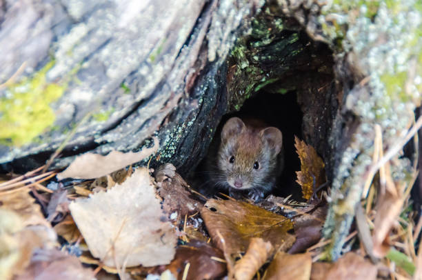istock Mouse in wildlife in the autumn forest 1008343610