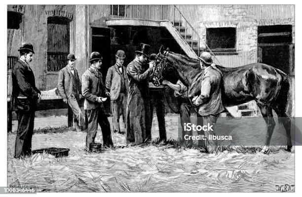 Antique Scientific Engraving Illustration Veterinary School Stock Illustration - Download Image Now