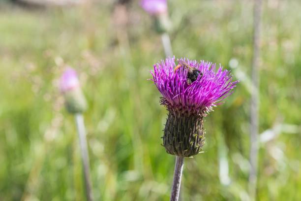 istock Artichoke Thistle with a bumblebee on a flower meadow, Germany 1008354310