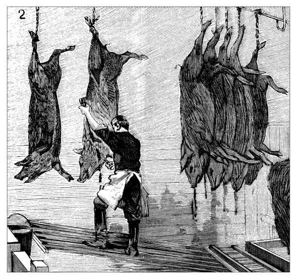 ilustrações de stock, clip art, desenhos animados e ícones de antique scientific engraving illustration: butcher slaughterhouse - talhante ilustrações