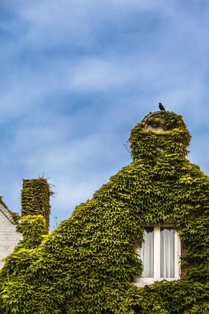 istock House Covered by Plant 1008363858