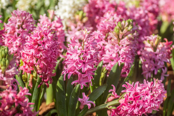 istock pink Hyacinth flowers 1008365970