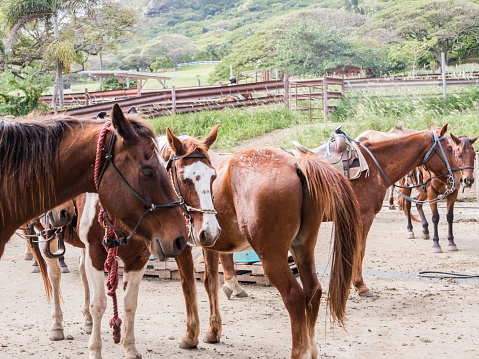 Horses for horseback riding at Kualoa Ranch in Kaneohe, Oahu Island, Hawaii, USA. At Kualoa Lunch you can enjoy active tours like 4-wheel buggies and horseback riding